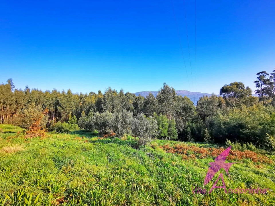 Terreno para Venda em Nogueira, Meixedo e Vilar de Murteda Foto 3