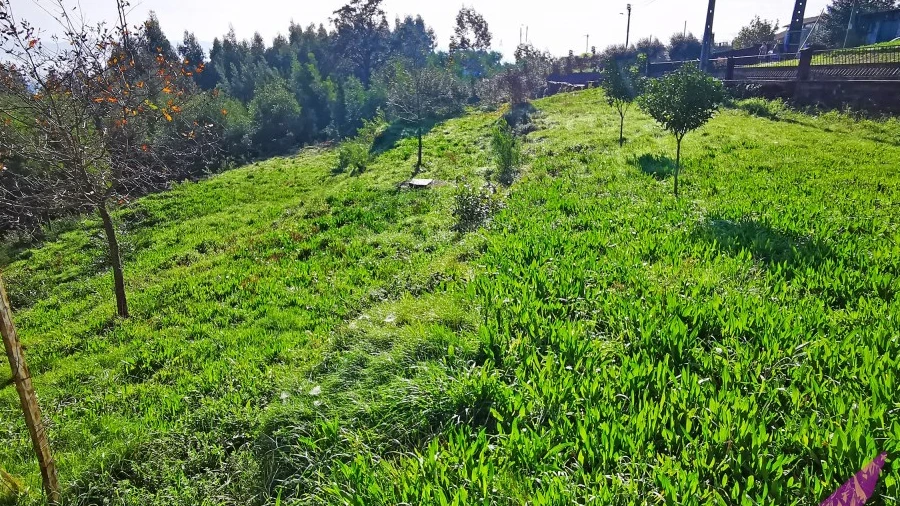 Terreno para Venda em Nogueira, Meixedo e Vilar de Murteda