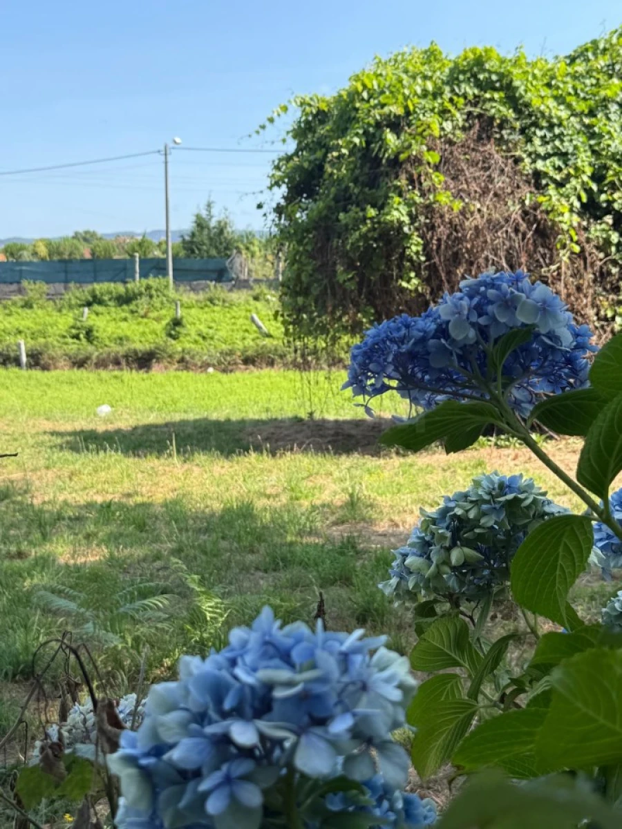 Terreno para Venda em Lemenhe, Mouquim e Jesufrei Foto 3