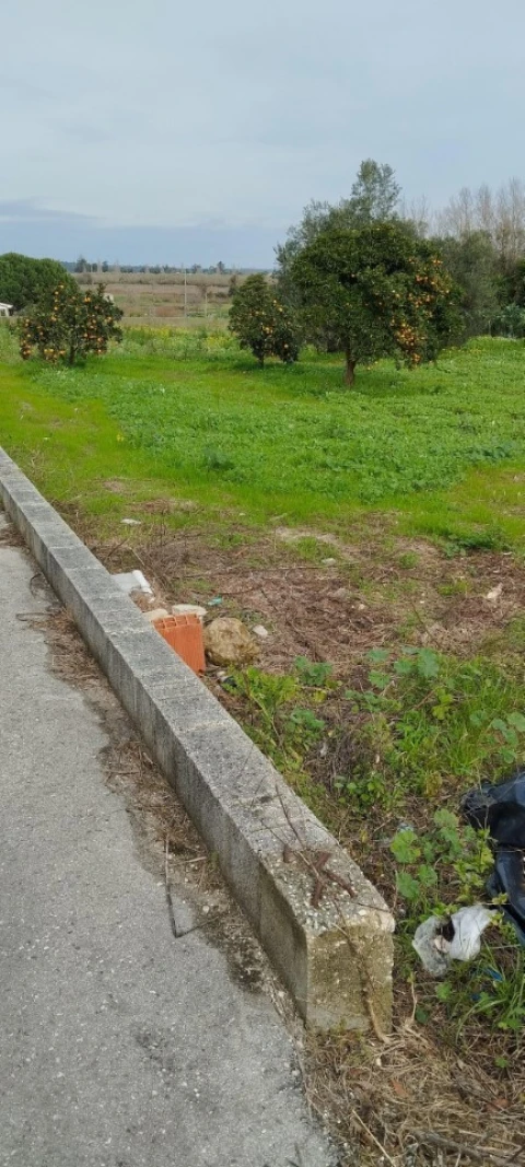 Terreno para Venda em Monte Real e Carvide