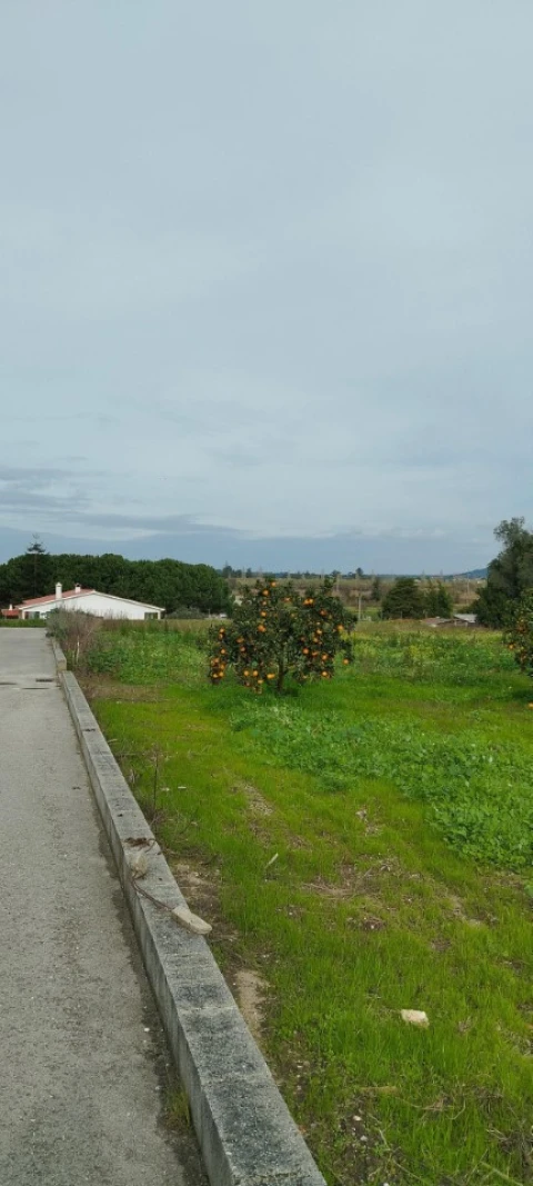 Terreno para Venda em Monte Real e Carvide