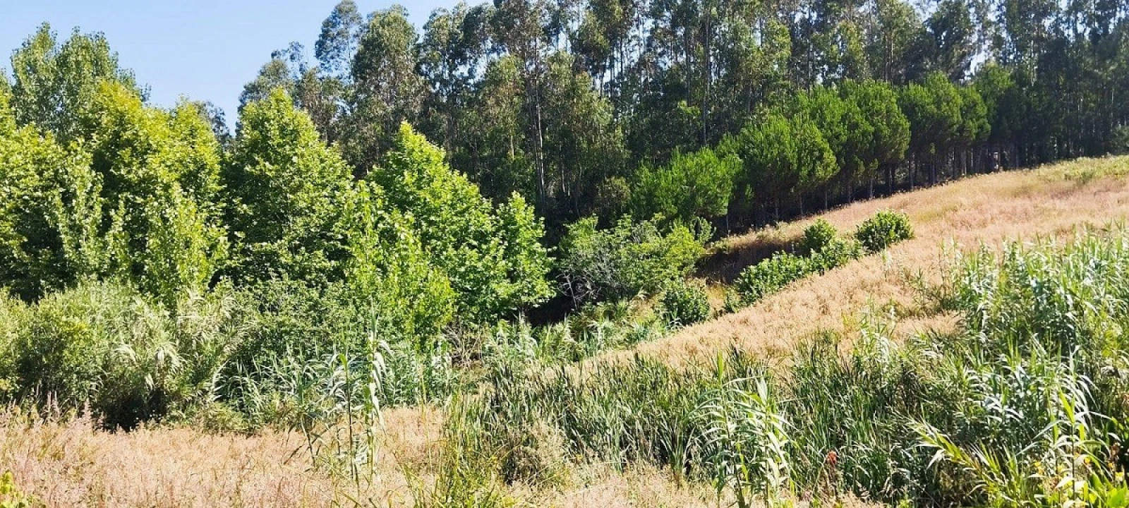 Terreno para Venda em Souto da Carpalhosa e Ortigosa Foto 6