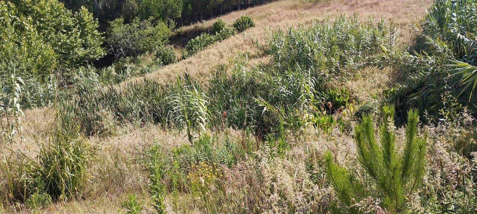 Terreno para Venda em Souto da Carpalhosa e Ortigosa Foto 7