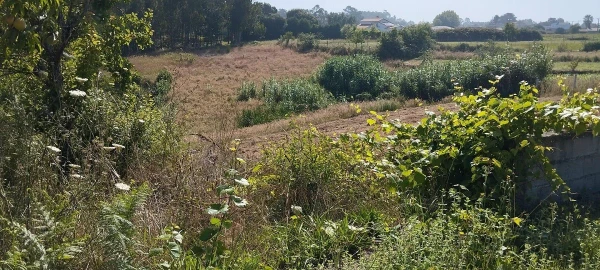Terreno para Venda em Souto da Carpalhosa e Ortigosa
