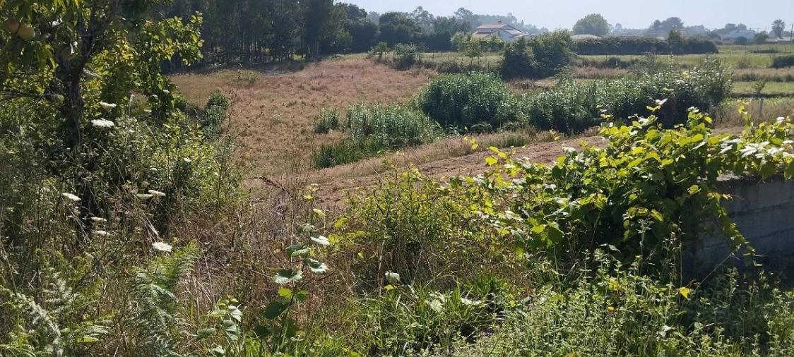 Terreno para Venda em Souto da Carpalhosa e Ortigosa Foto 5