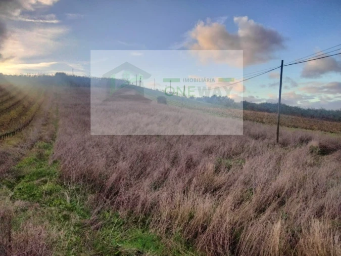 Terreno para Venda em Freiria Foto 1