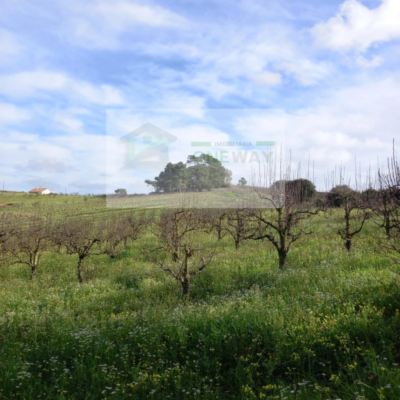 Terreno para Venda em Azueira e Sobral da Abelheira Foto 6
