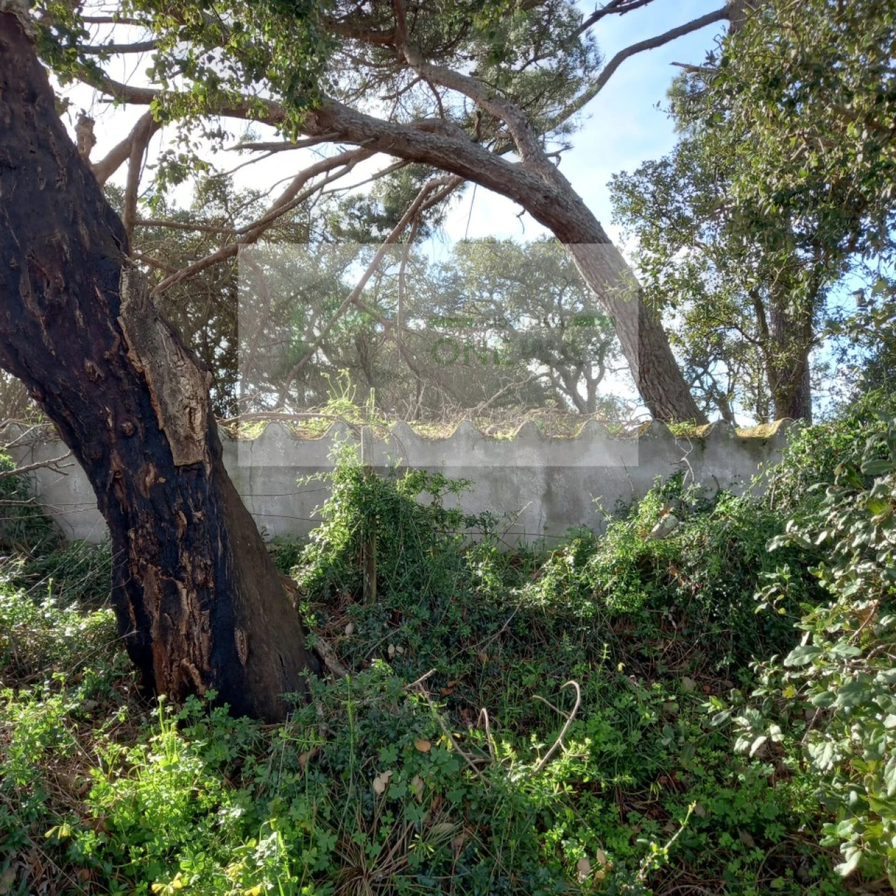 Terreno para Venda em Azueira e Sobral da Abelheira Foto 15