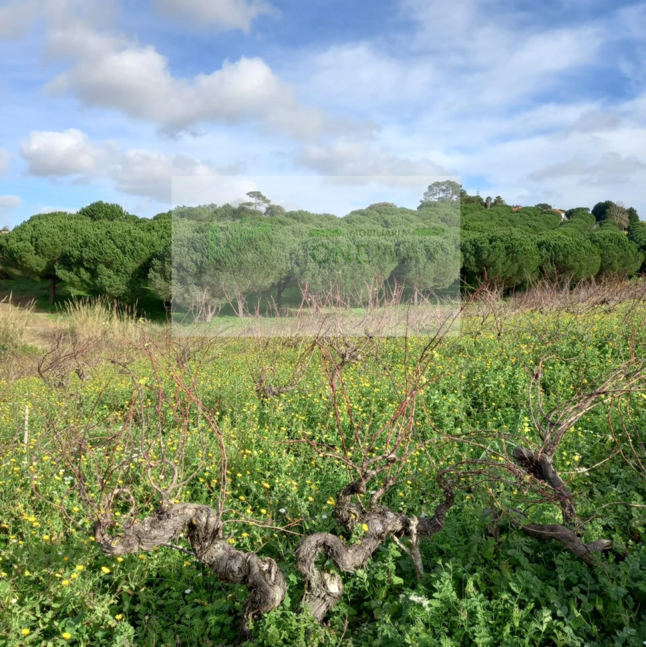 Terreno para Venda em Azueira e Sobral da Abelheira Foto 19
