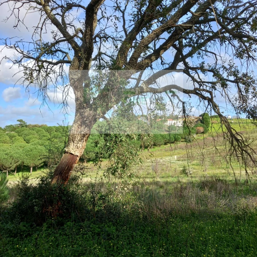 Terreno para Venda em Azueira e Sobral da Abelheira Foto 12