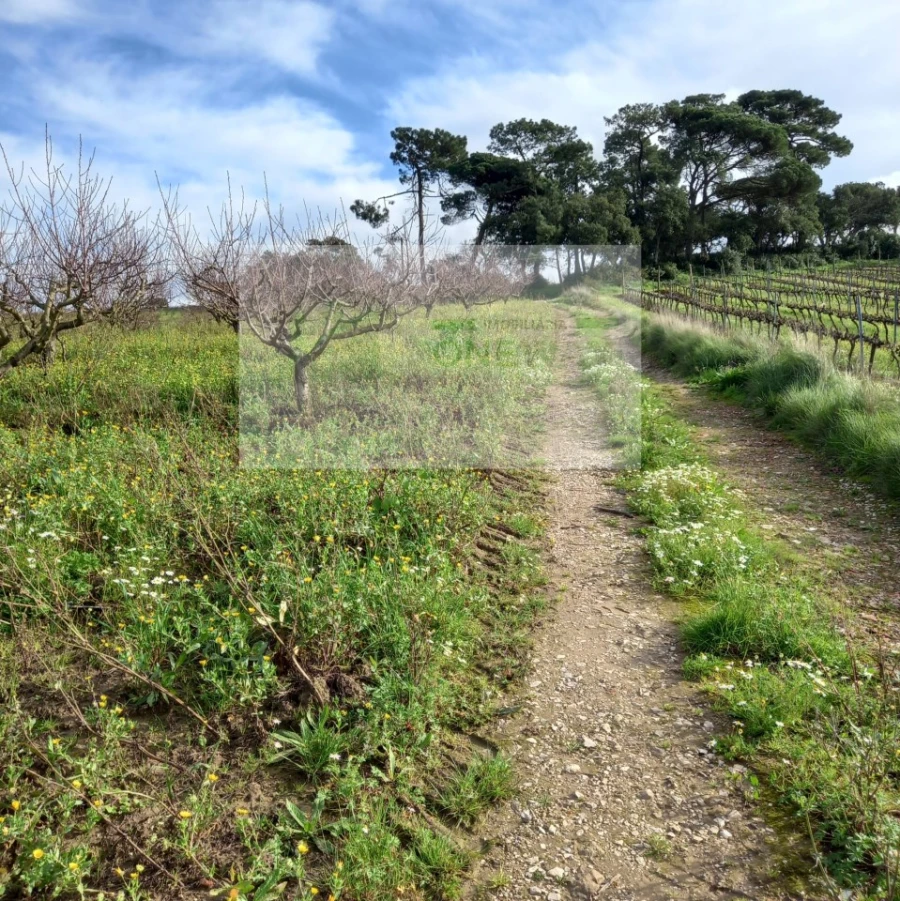 Terreno para Venda em Azueira e Sobral da Abelheira Foto 2