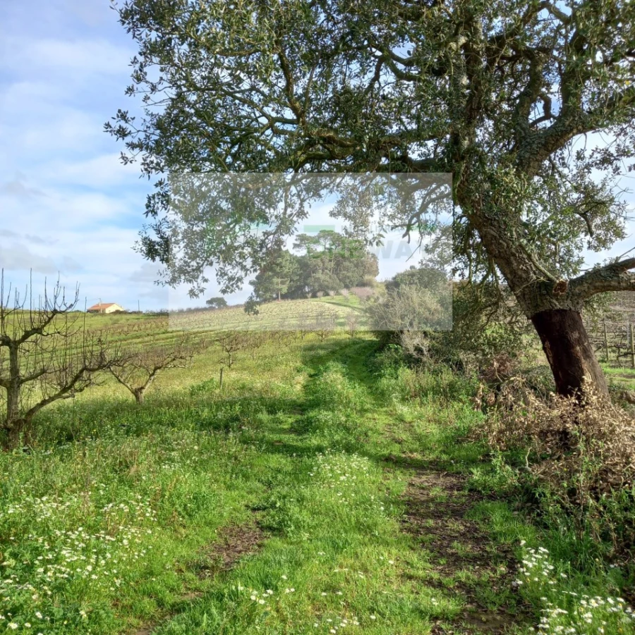 Terreno para Venda em Azueira e Sobral da Abelheira Foto 20