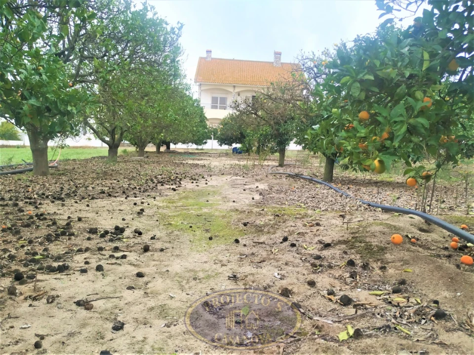 Terreno para Venda em Atalaia e Alto Estanqueiro-Jardia Foto 13
