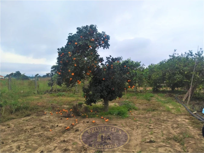 Terreno para Venda em Atalaia e Alto Estanqueiro-Jardia Foto 3