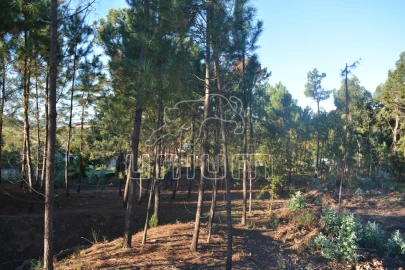 Terreno para Venda em Torre e Vila Mou