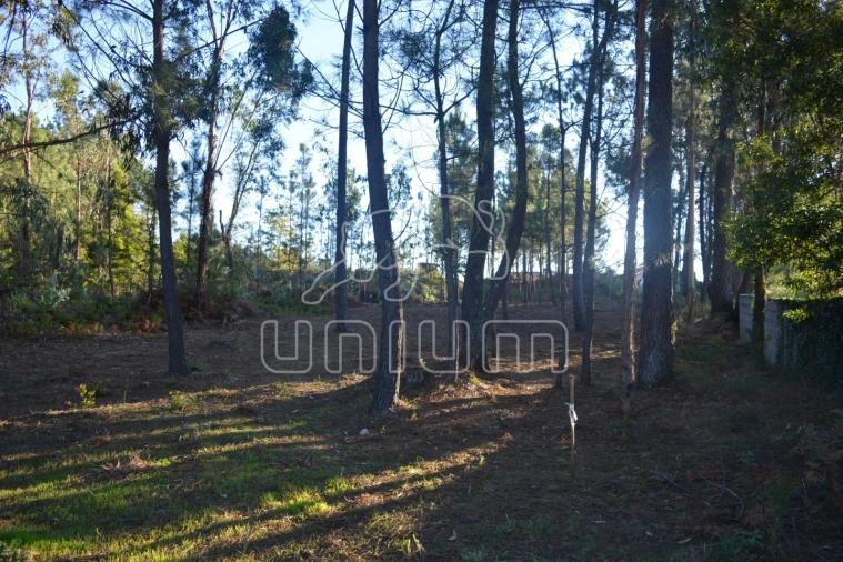Terreno para Venda em Torre e Vila Mou Foto 3