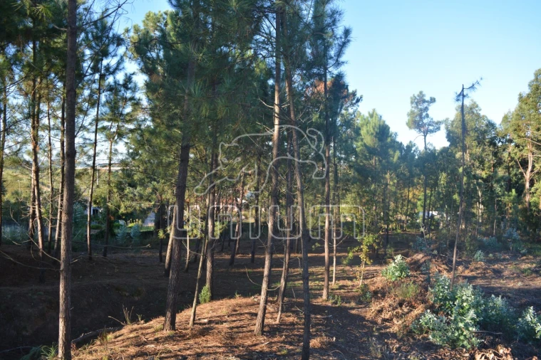 Terreno para Venda em Torre e Vila Mou Foto 4