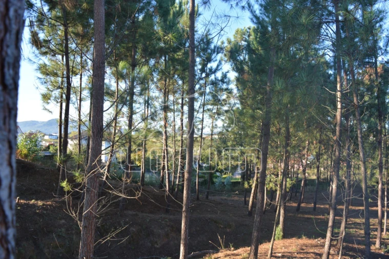 Terreno para Venda em Torre e Vila Mou Foto 5