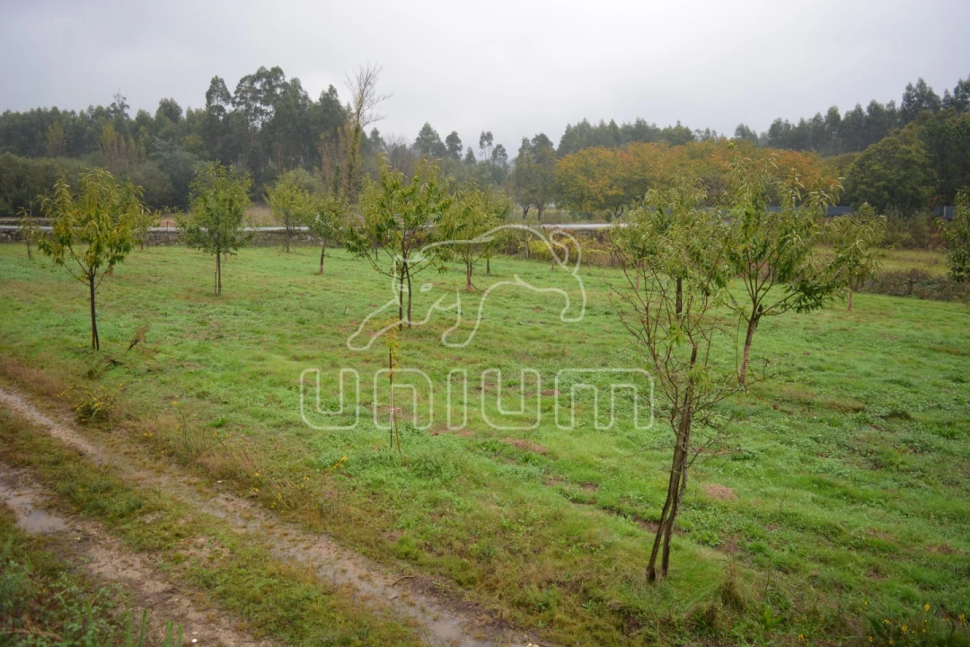 Terreno para Venda em Ardegão, Freixo e Mato Foto 3