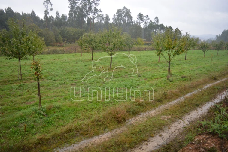 Terreno para Venda em Ardegão, Freixo e Mato Foto 2