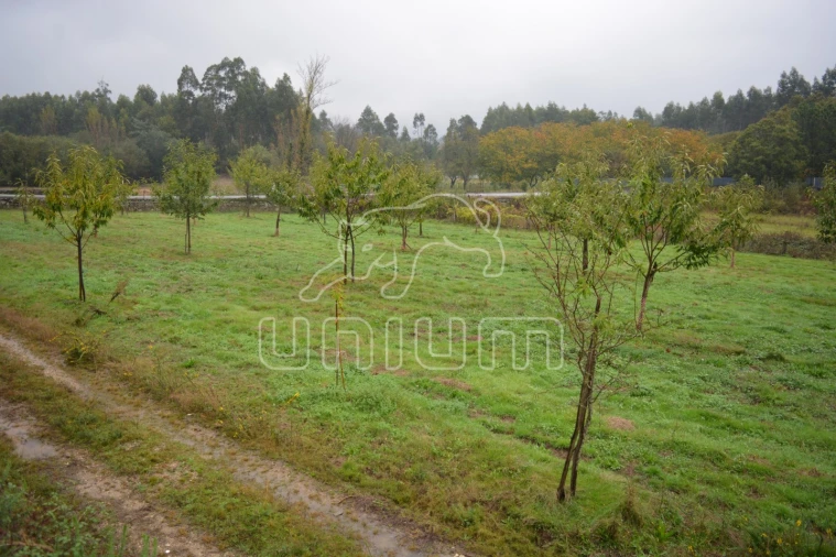 Terreno para Venda em Ardegão, Freixo e Mato Foto 3