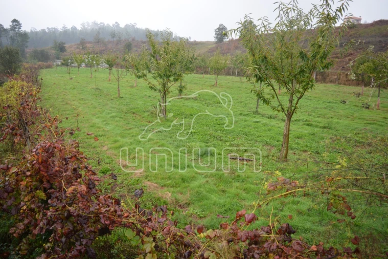 Terreno para Venda em Ardegão, Freixo e Mato Foto 4