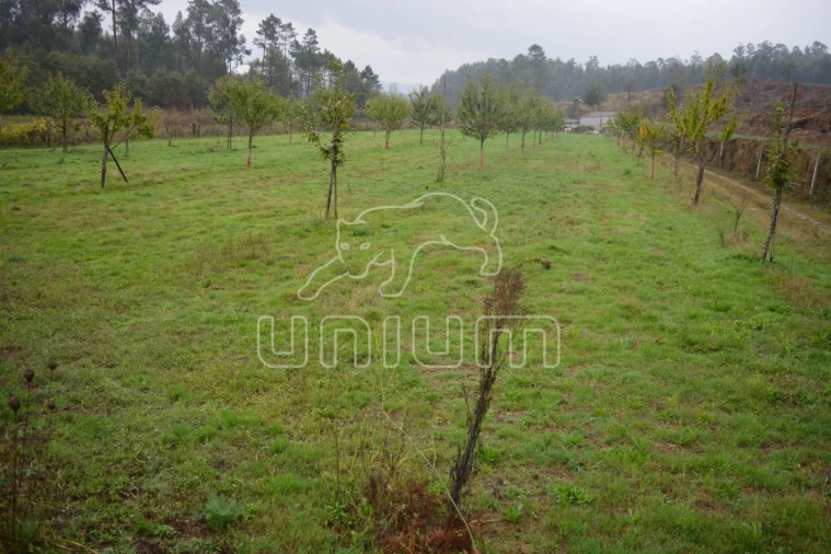 Terreno para Venda em Ardegão, Freixo e Mato Foto 5