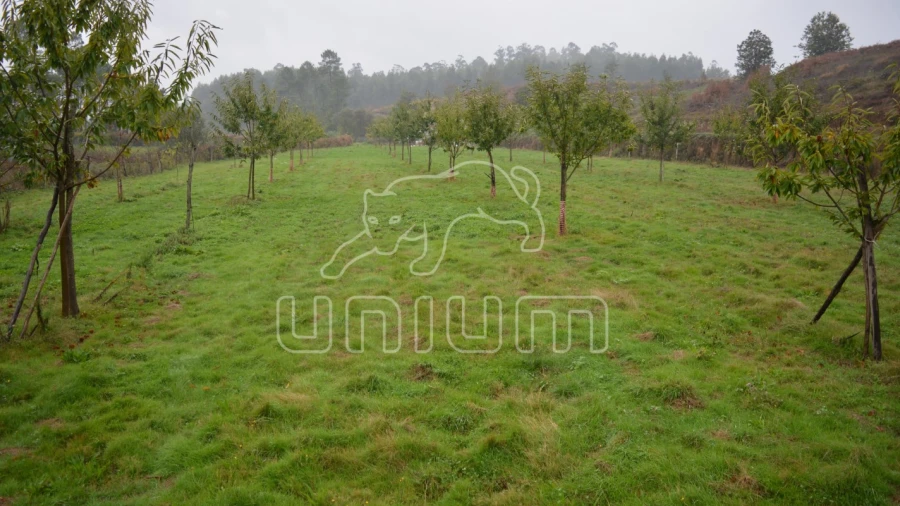 Terreno para Venda em Ardegão, Freixo e Mato