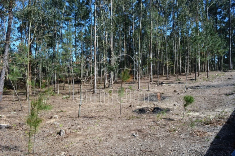 Terreno para Venda em Ardegão, Freixo e Mato Foto 3