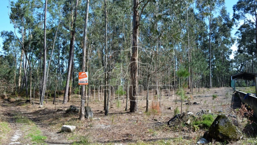Terreno para Venda em Ardegão, Freixo e Mato