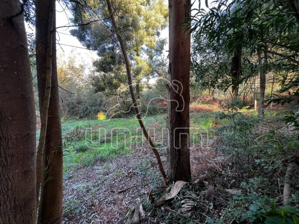 Terreno para Venda em Seixas Foto 4