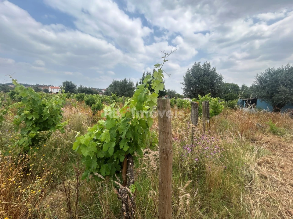 Terreno para Venda em São Pedro de Tomar Foto 12