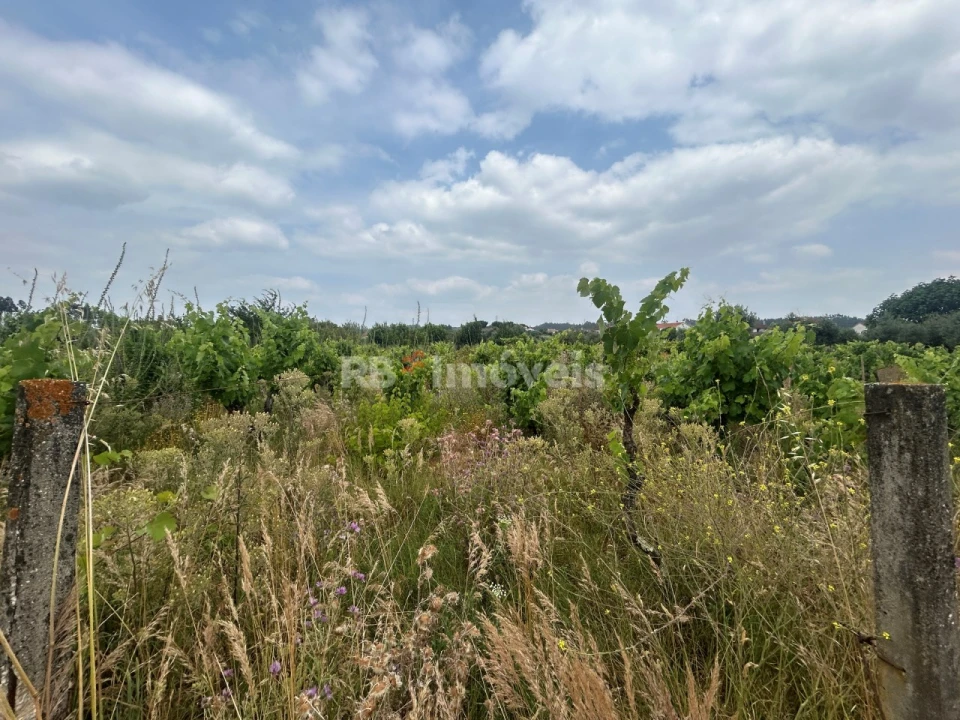 Terreno para Venda em São Pedro de Tomar Foto 13