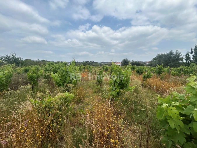 Terreno para Venda em São Pedro de Tomar Foto 15