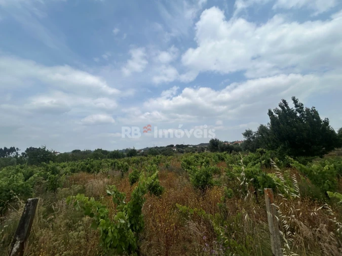 Terreno para Venda em São Pedro de Tomar Foto 16