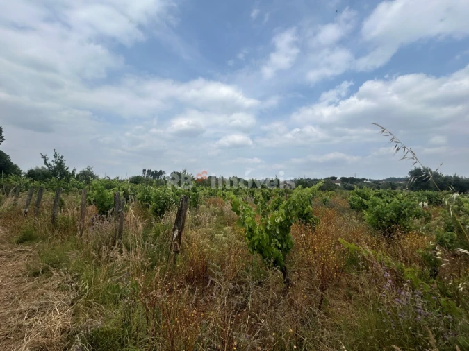 Terreno para Venda em São Pedro de Tomar Foto 17