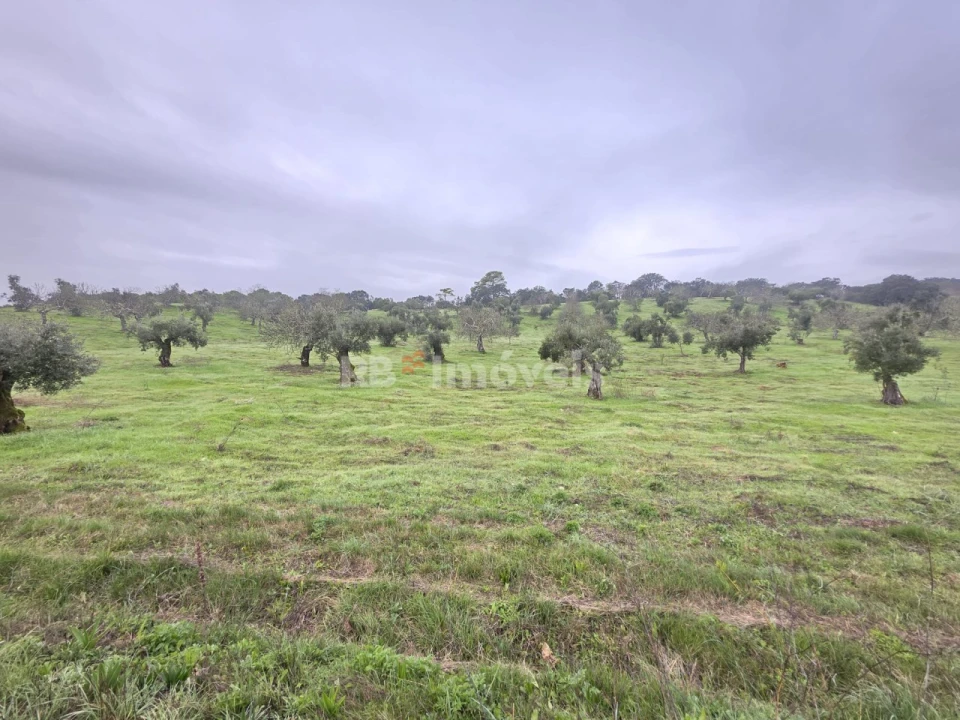 Terreno para Venda em Olaia e Paço Foto 6