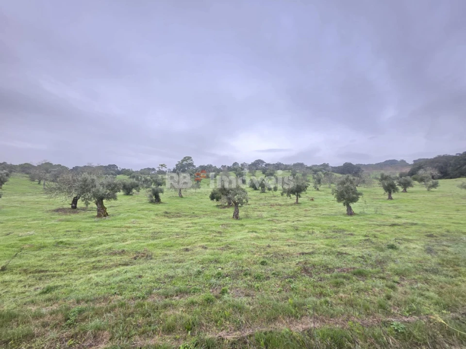 Terreno para Venda em Olaia e Paço Foto 9