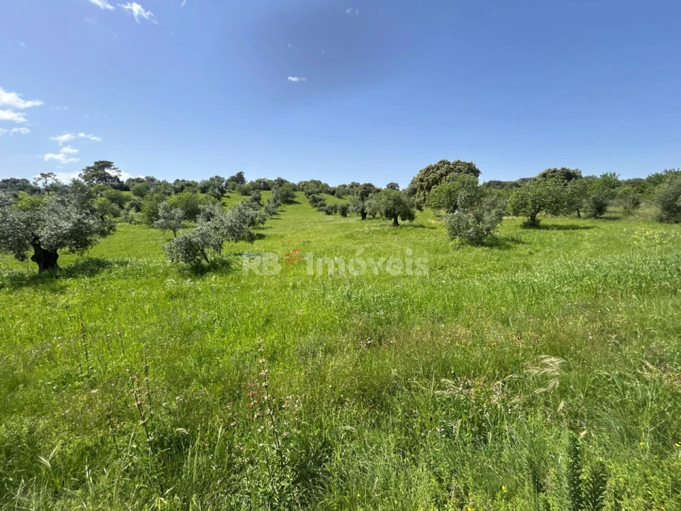 Terreno para Venda em Olaia e Paço Foto 16