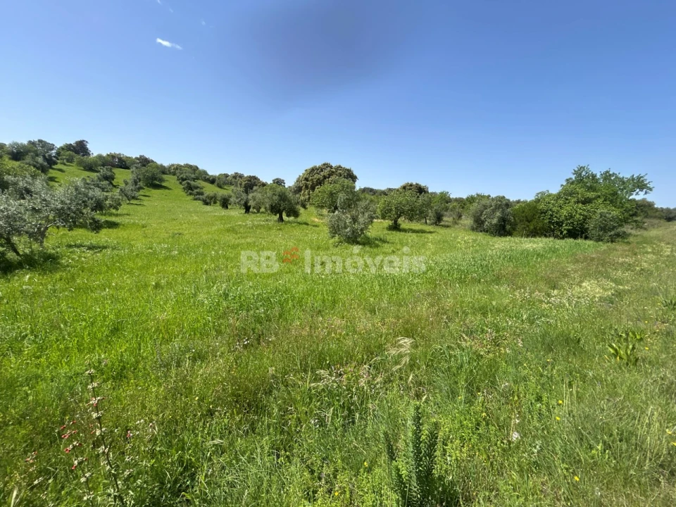 Terreno para Venda em Olaia e Paço Foto 17
