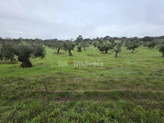 Terreno para Venda em Olaia e Paço Foto 4
