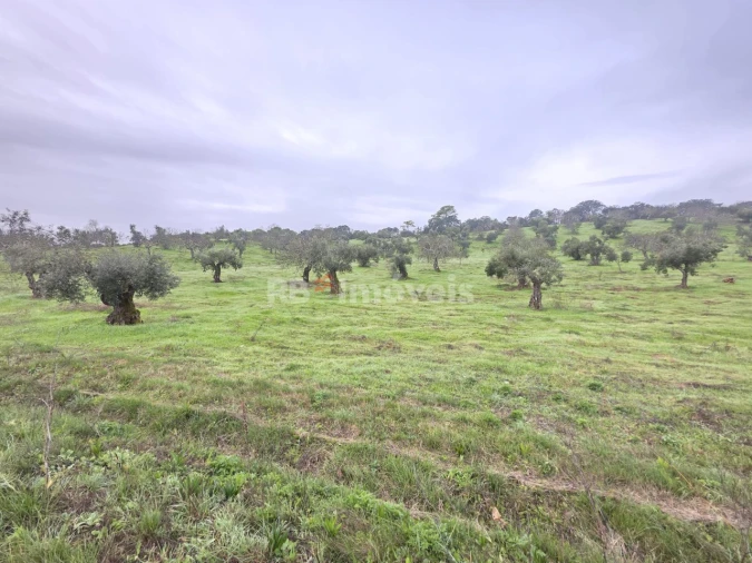 Terreno para Venda em Olaia e Paço Foto 7