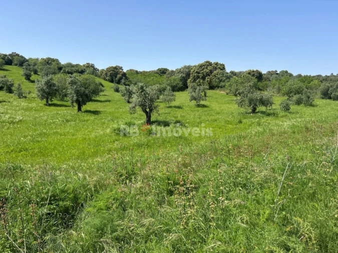 Terreno para Venda em Olaia e Paço Foto 14