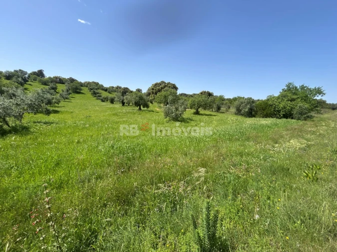 Terreno para Venda em Olaia e Paço Foto 17