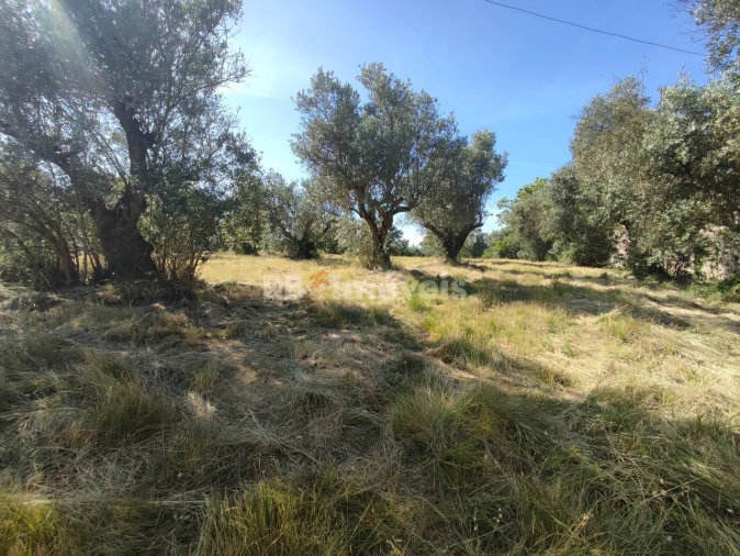 Terreno para Venda em Casais e Alviobeira Foto 19