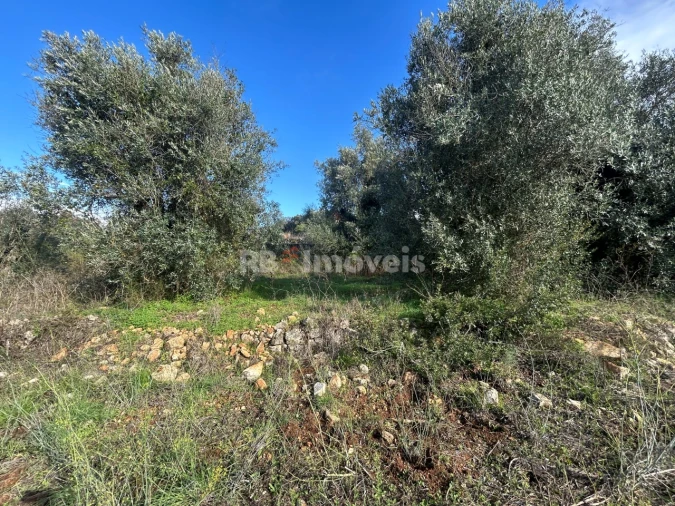 Terreno para Venda em Além da Ribeira e Pedreira Foto 16