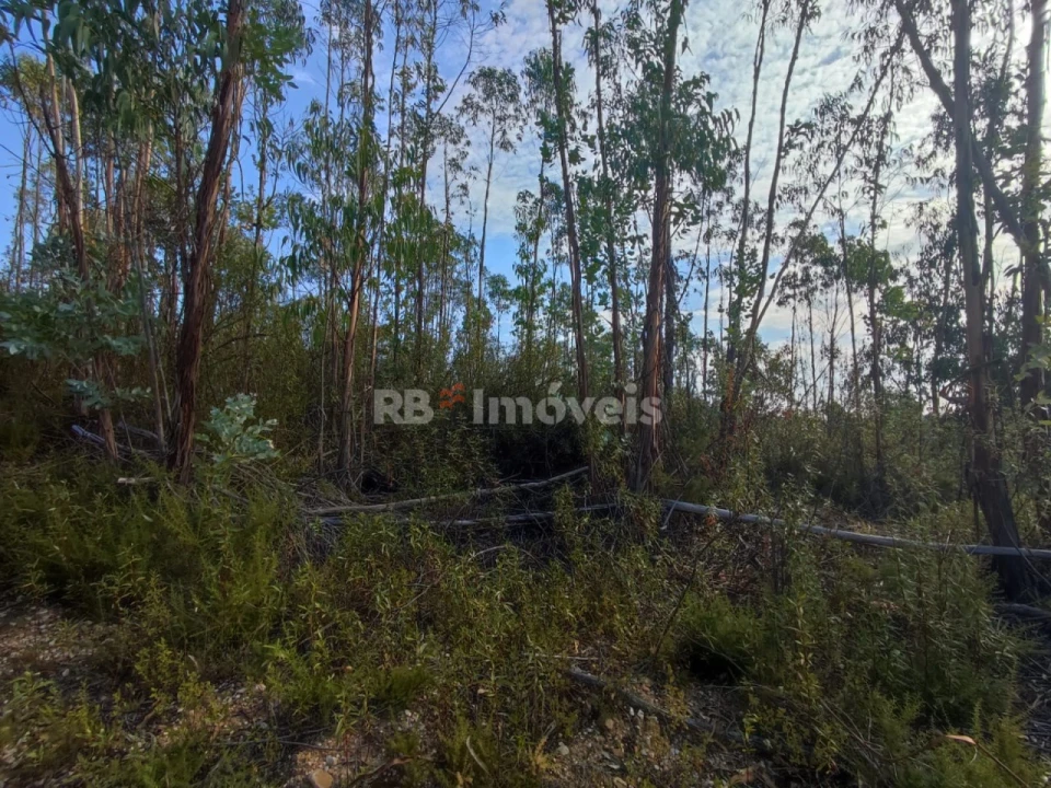Terreno para Venda em São Pedro de Tomar Foto 11