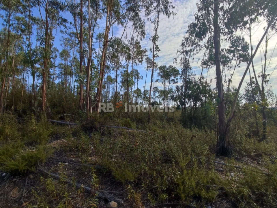 Terreno para Venda em São Pedro de Tomar Foto 12