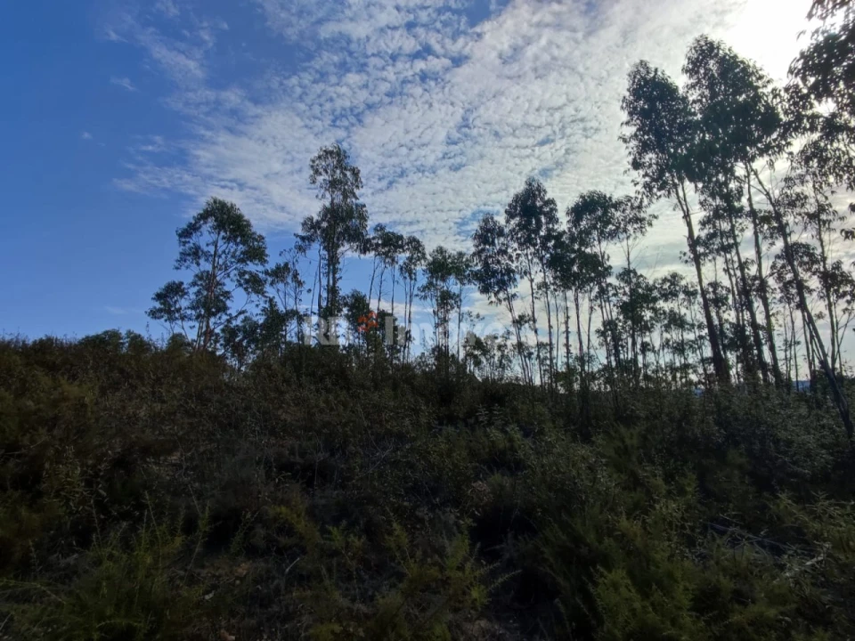 Terreno para Venda em São Pedro de Tomar Foto 10