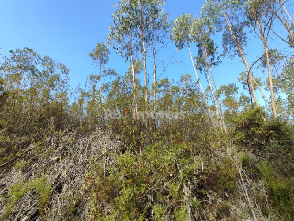Terreno para Venda em São Pedro de Tomar Foto 17